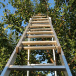 Aluminum ladder extending into leafy tree canopy
