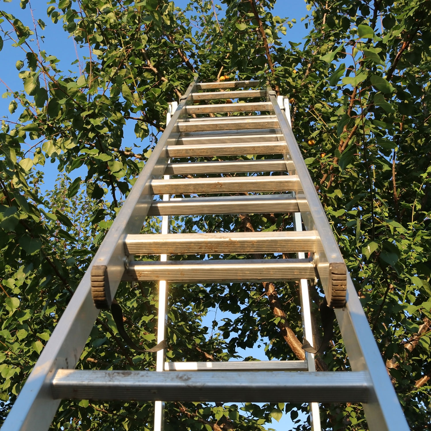 Aluminum ladder extending into leafy tree canopy